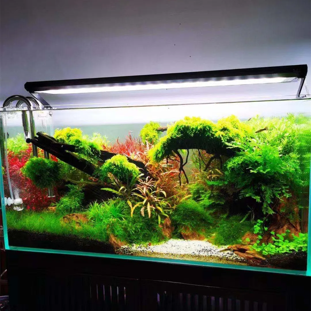 Week Aqua P Series Ver.3 P600  - Aquarium Fish App ulasan dan harga