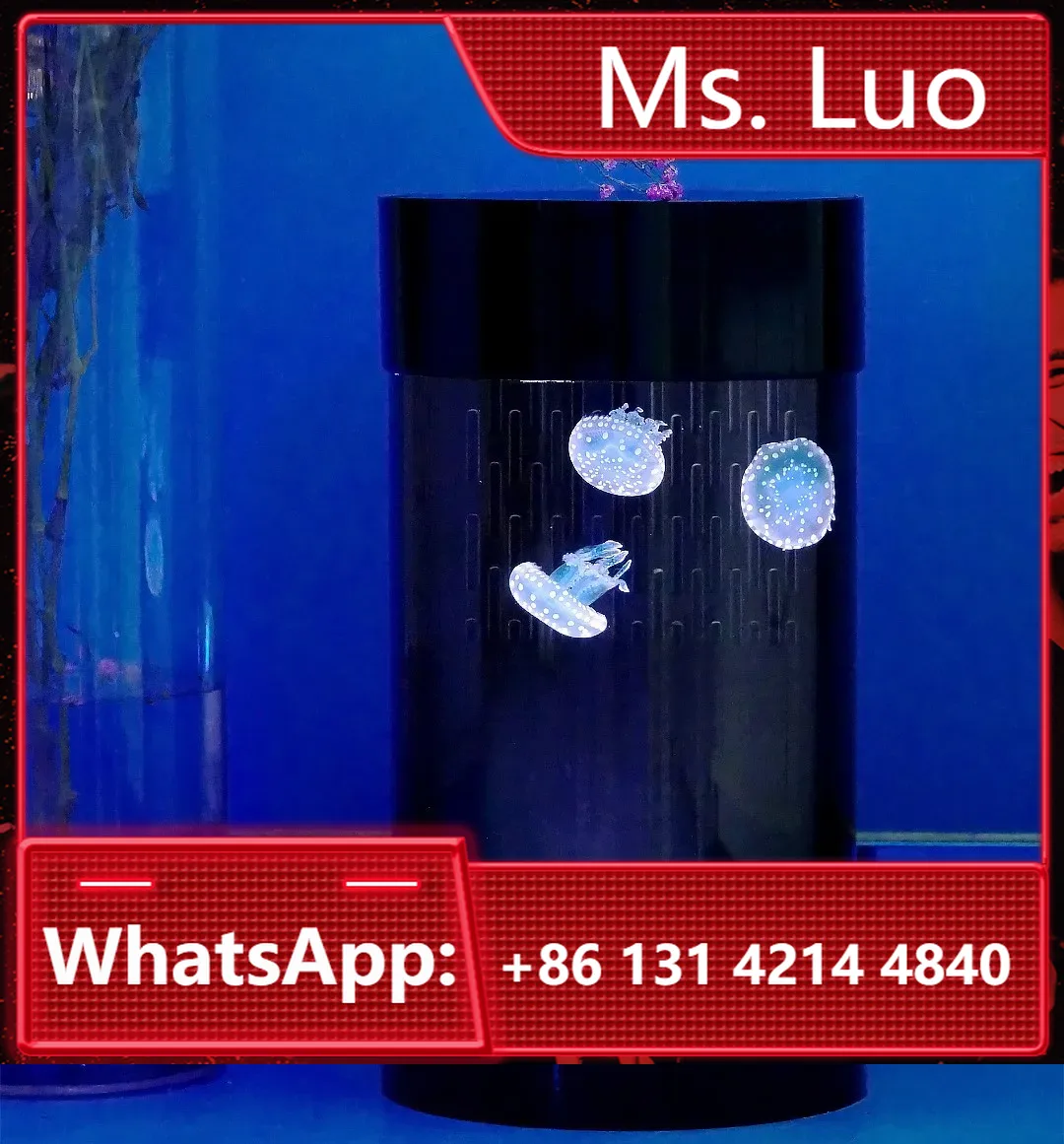 Best Amazon Sales Jellyfish Ta - Aquarium Fish In Amazon ulasan dan harga