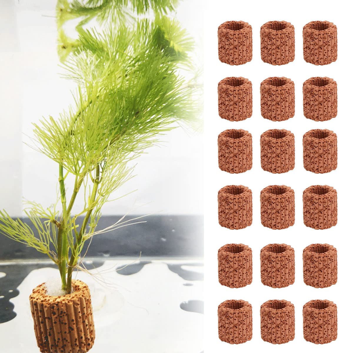 10/20Pcs Aquatic Water Plant F - Aquarium Fish For Sale Online ulasan dan harga