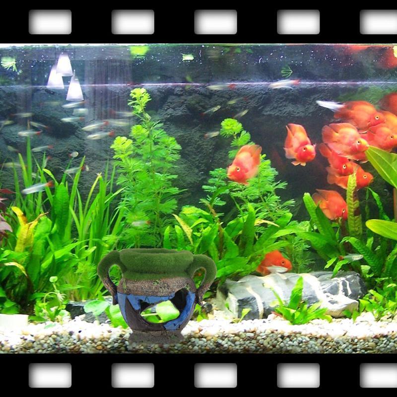 1pc Resin Vase with Moss Aquar - Aquarium Fish For Sale Online ulasan dan harga