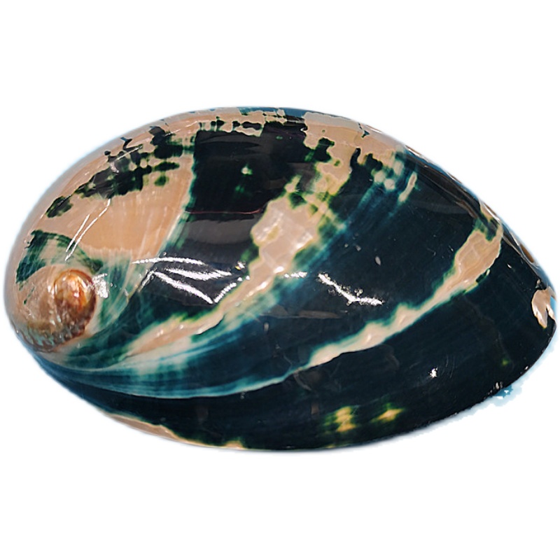 New Zealand Black Abalone,Natu - Aquarium Fish New Zealand ulasan dan harga