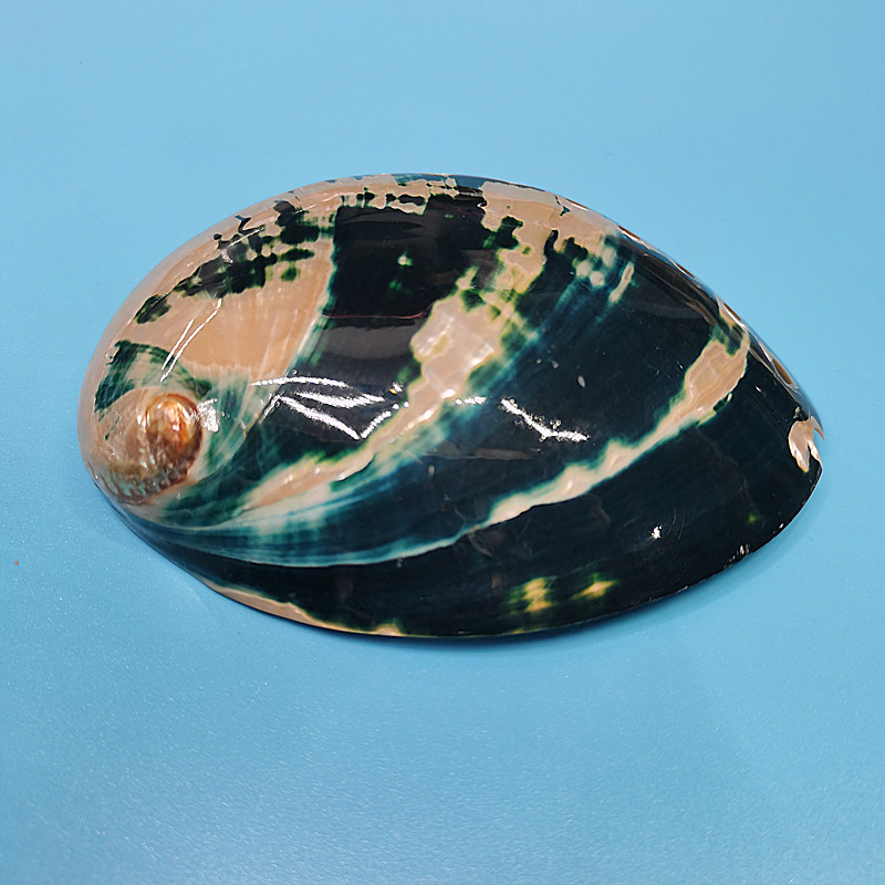 New Zealand Black Abalone,Natu - Aquarium Fish New Zealand ulasan dan harga