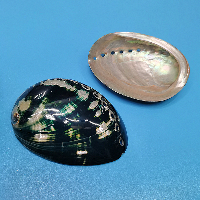 New Zealand Black Abalone,Natu - Aquarium Fish New Zealand ulasan dan harga
