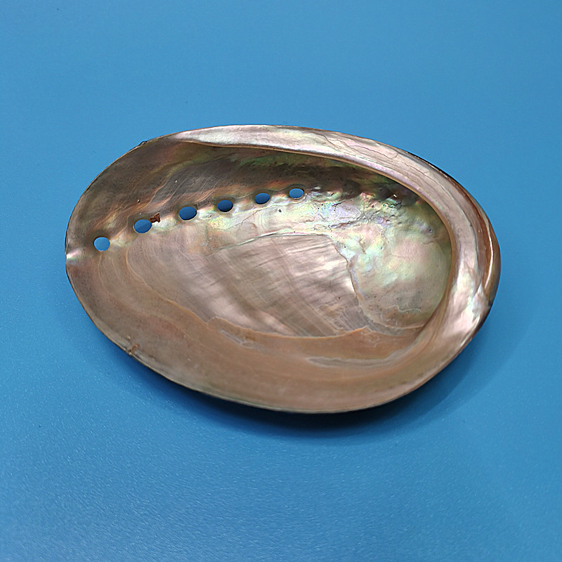 New Zealand Black Abalone,Natu - Aquarium Fish New Zealand ulasan dan harga