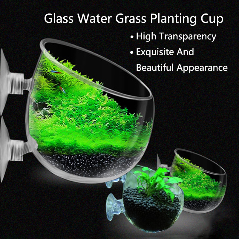 Glass Aquarium Decoration Hang - Aquarium Fish For Sale Online ulasan dan harga