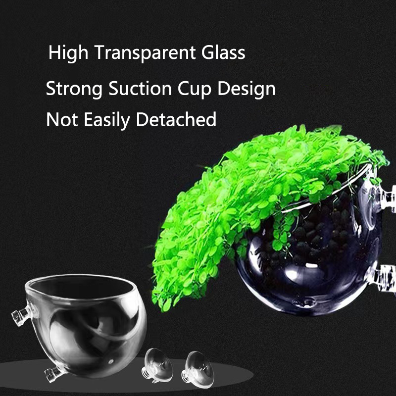 Glass Aquarium Decoration Hang - Aquarium Fish For Sale Online ulasan dan harga
