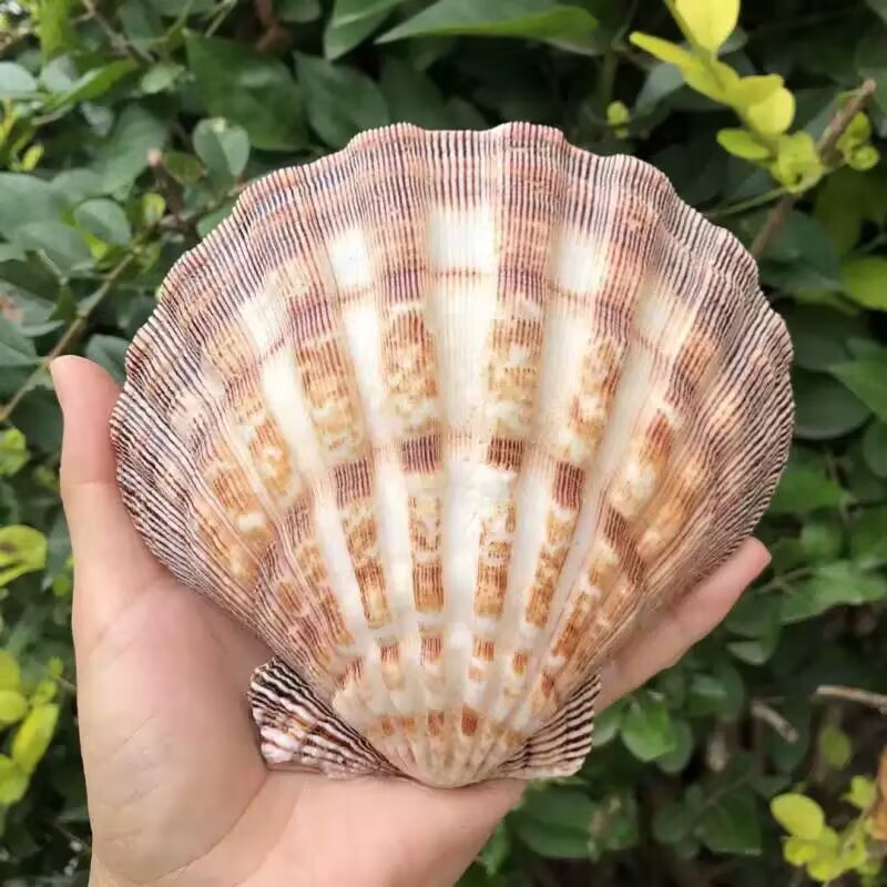 New Natural Queen Scallop Slic - Aquarium Queen Fish ulasan dan harga