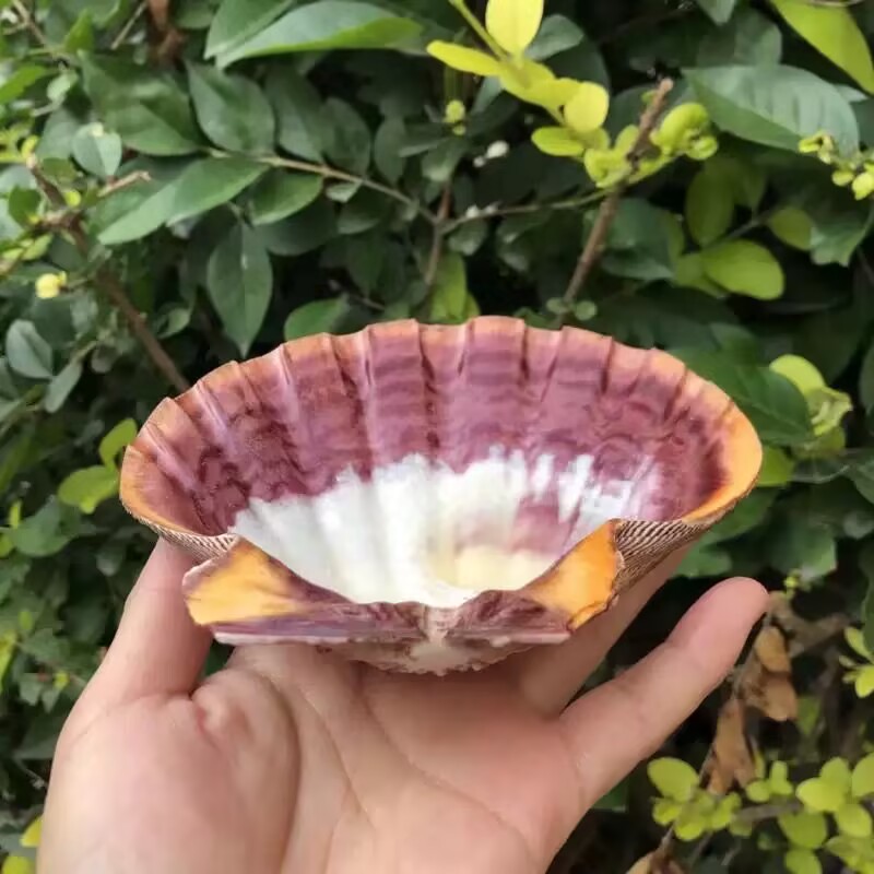 New Natural Queen Scallop Slic - Aquarium Queen Fish ulasan dan harga