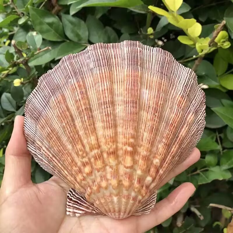 New Natural Queen Scallop Slic - Aquarium Queen Fish ulasan dan harga