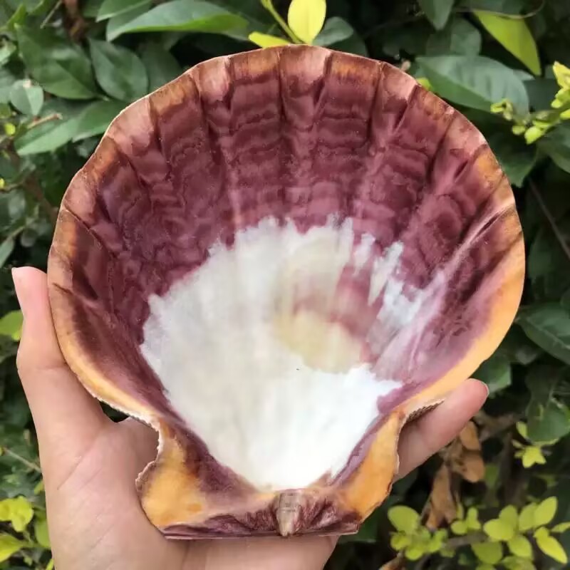 New Natural Queen Scallop Slic - Aquarium Queen Fish ulasan dan harga